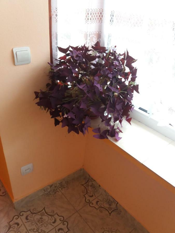 Olimpia Apartments Alba Iulia Extérieur photo